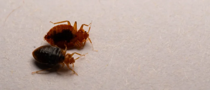 two bed bugs on their side next to each other on floor