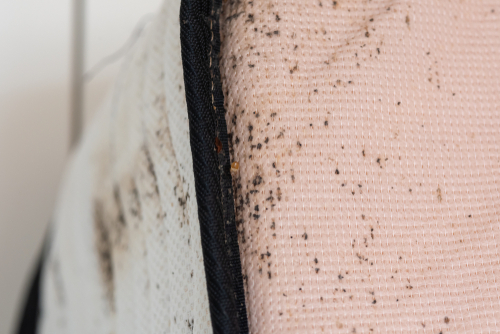 A mattress stained by bed bugs.