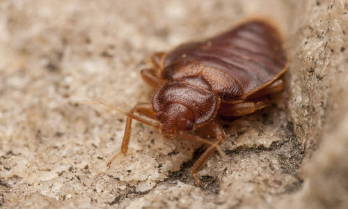 Bed Bug on Rock