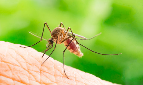 Mosquito control and removal