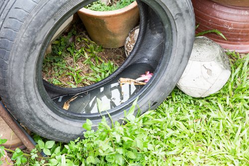 An old tire in a yard with water pooled inside.