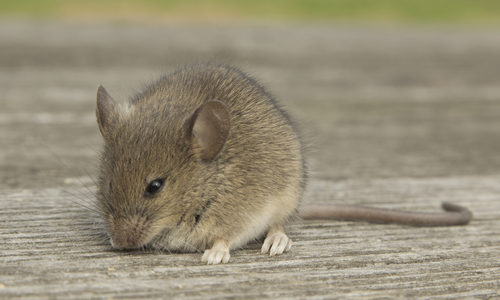 Mouse on Wooden Table