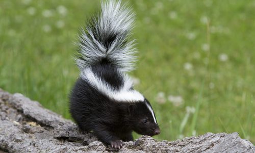 Skunk on a Log Outside