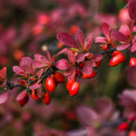 Barberry branch fresh ripe berries