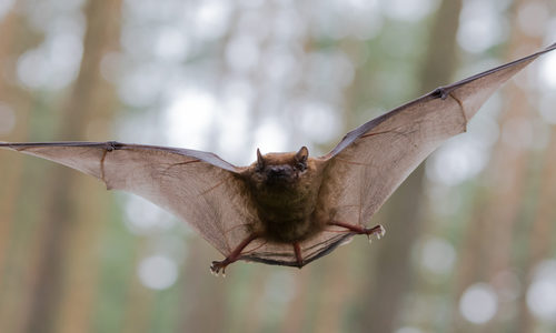 Bat Flying in Woods
