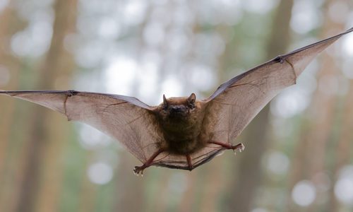 bat repellent home remedy