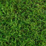 Bermuda Grass