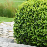 Boxwood Plant with Brick Steps in Background