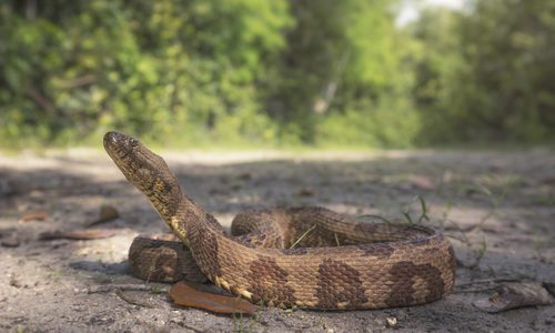 Brown Water Snake on Dirt Outside