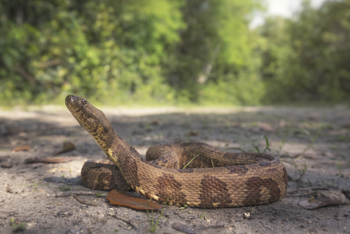 Snake Pest Control | Snake Exterminator Near Me | Gregory