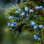 Bunch of juniper berries on a green branch