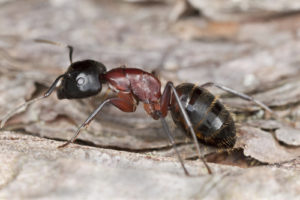 Carpenter Ant on Wood Background