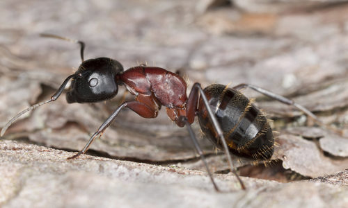 Carpenter Ant on Wood Background