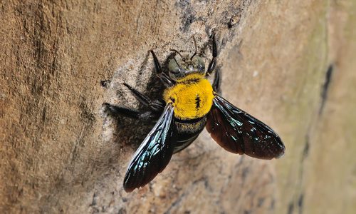 Carpenter Bee on Rock