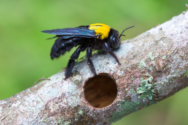 A carpenter bee on a tree branch with a hole bored in it.