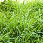 Centipede Grass
