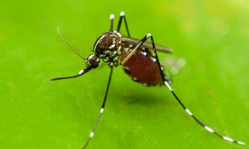 Close up mosquito on green leaf
