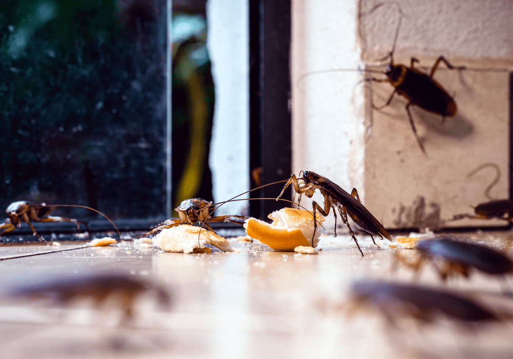 Several cockroaches eat crumbs on a kitchen counter.