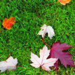 Seasonal Lawn Care
