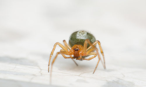 Cupboard spider on the marble floor