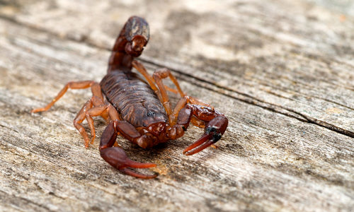 Devil Scorpion on wood floor