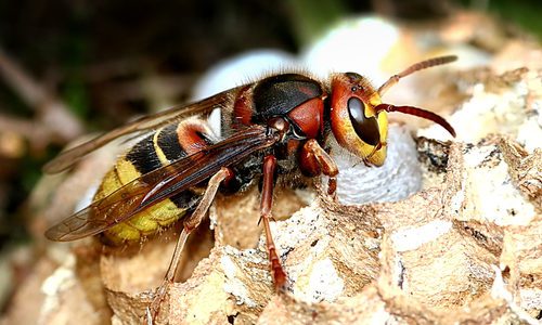 European Hornet on Nest