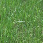 Fescue Grass