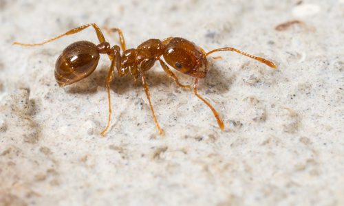 Fire Ant on Sandy Background