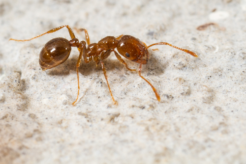 Fire Ant on Sandy Background