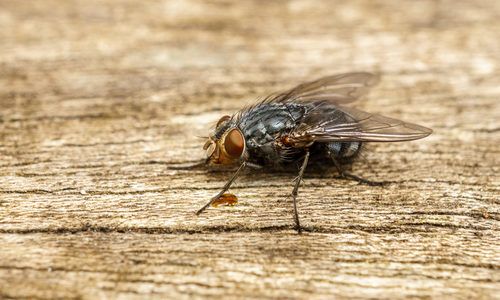 Fly on Wood Table