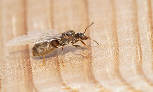 Flying ant close up on wood