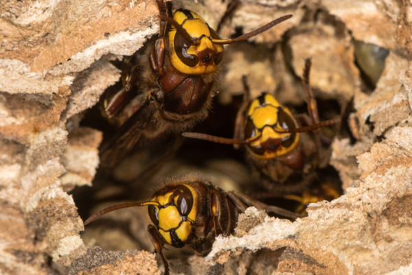 Three European hornets emerge from their paper nest.