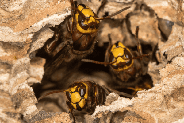 unattractive gaping dozen Hornet