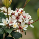 Indian hawthorn's white flowers blooming