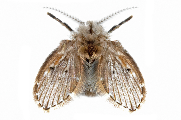Macro view of a moth fly