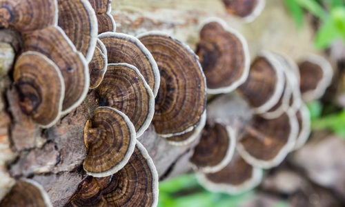Mushrooms on Tree in Woods