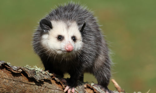 Opossum Walking Along Brach