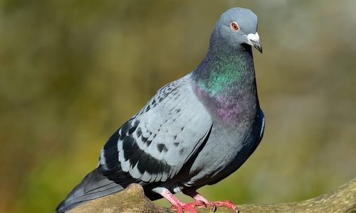 Pigeon Sitting on Tree Branch Outside