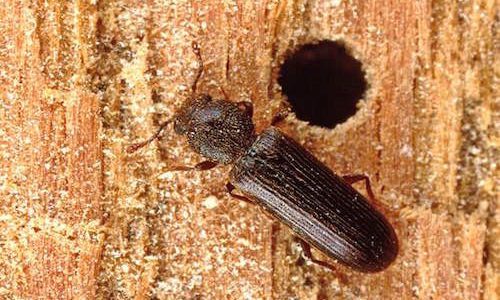 should i buy a house with powder post beetles