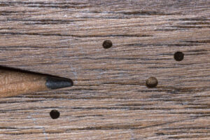 Tiny powderpost beetle exit holes.