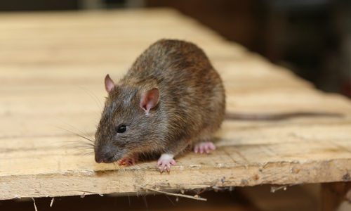 Rat on Wood Plank in Garage