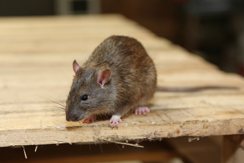 Rat on Wood Plank in Garage