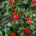 Red holly berries on holly bush