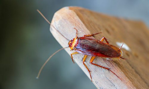 Roach on Wooden Table