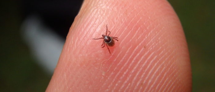 Small tick trying to bite finger