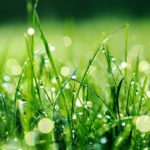 Watering your lawn