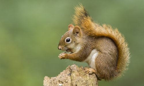 Squirrel Eating an Acorn on Log
