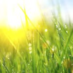 Summer Grass with Sun Shining