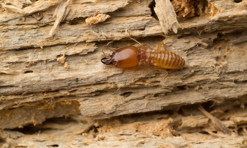 Termite on Rotten Wood with Termite Holes