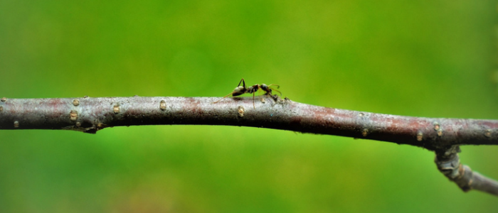 Ant prevention